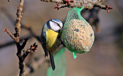Hoe voeder je tuinvogels in het najaar?