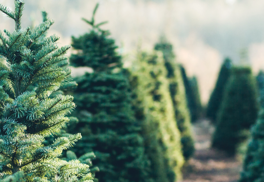 Slechts €25 voor een prachtige Nordmann echte kerstboom van topkwaliteit