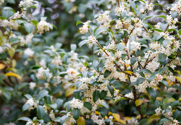 Osmanthus burkwoodii