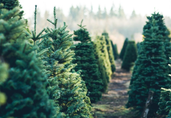 Hoe verzorg je een echte kerstboom