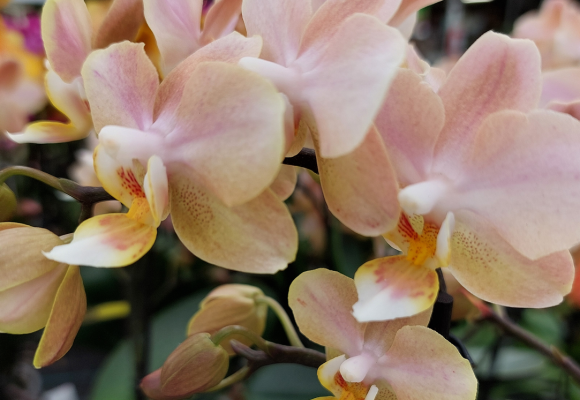 Moederdag in Antwerpen