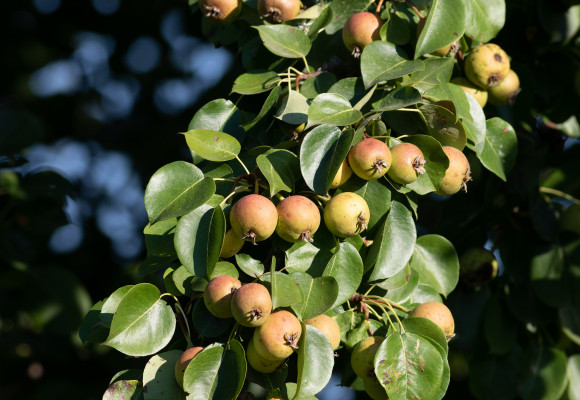 Fruitbomen planten en verzorgen