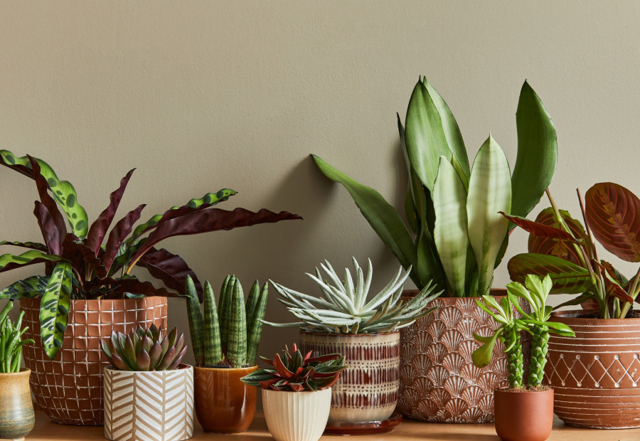 GRATIS Substral meststof voor kamerplanten