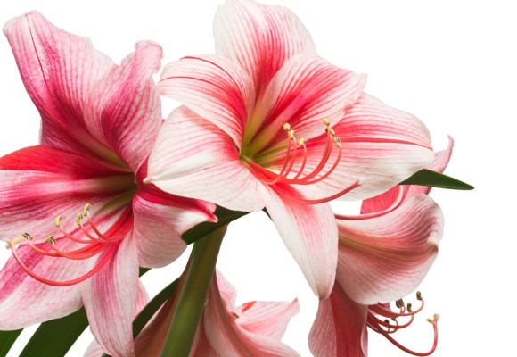 Hippeastrum