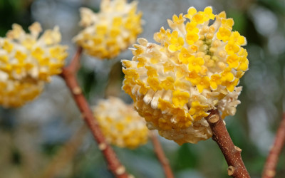 Edgeworthia chrysantha ‘Honey Sunshine’