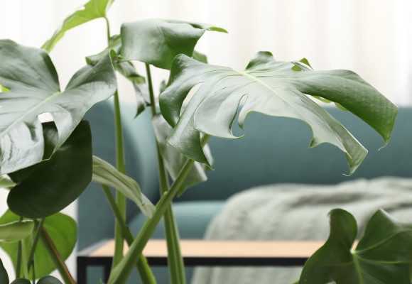 Bye bye kerstboom, hallo grote kamerplanten