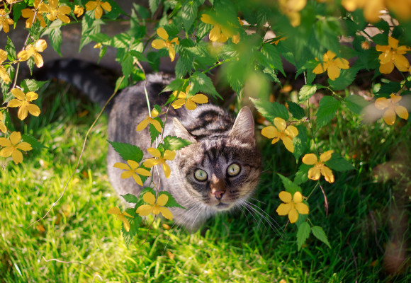 Hoe verzorg je dieren in de lente?