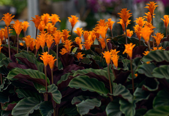 Calathea Crocata Tasmania
