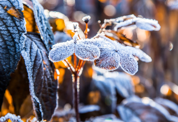 Tuinkalender december
