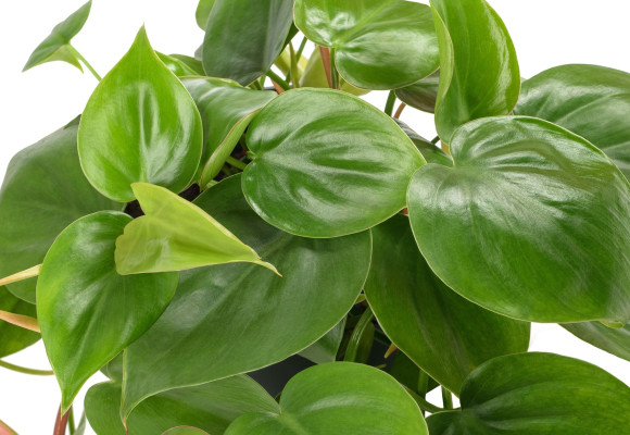 Philodendron scandens