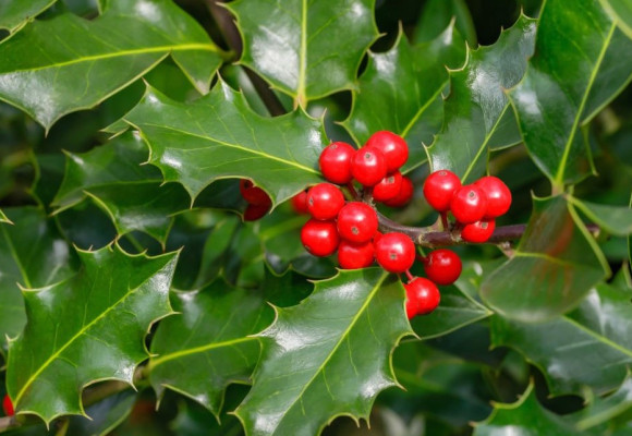 Ilex