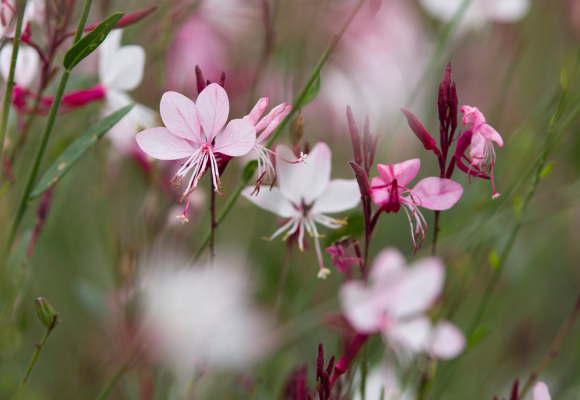 Gaura lindheimeri