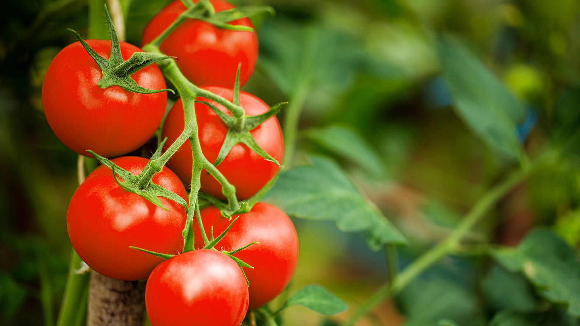 Zeeman Uitleg Industrialiseren Zelf tomaten telen: hip en makkelijk