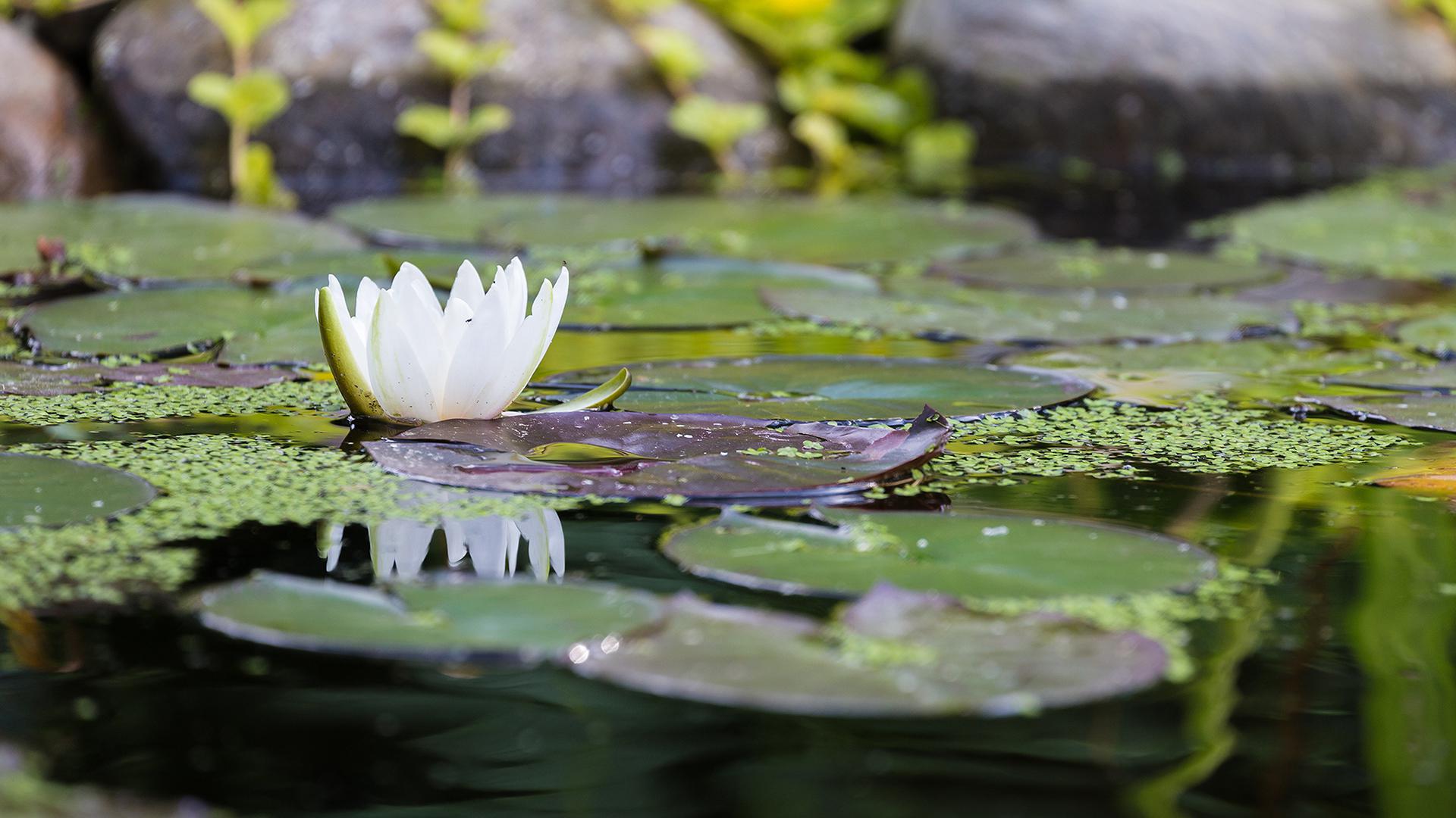 Conseils d'entretien pour un étang équilibré et plein de charme dans votre  jardin