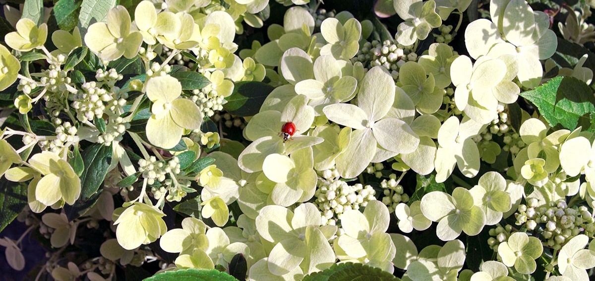 Hydrangea Switch Hydrangea paniculata ‘Switch Ophelia’