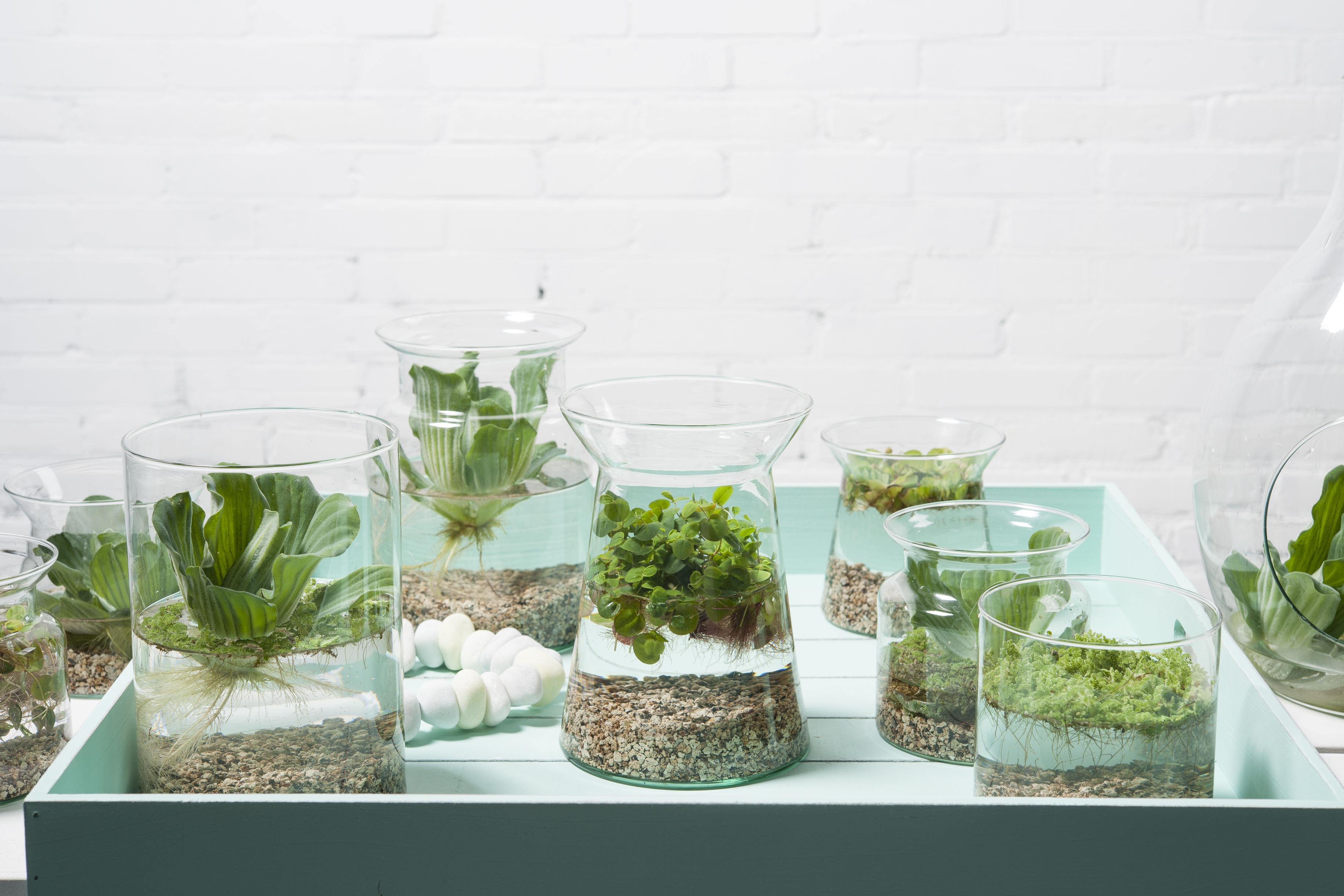 Grünpflanze im Topf Waterplant 'Clusia' im Tube Glas