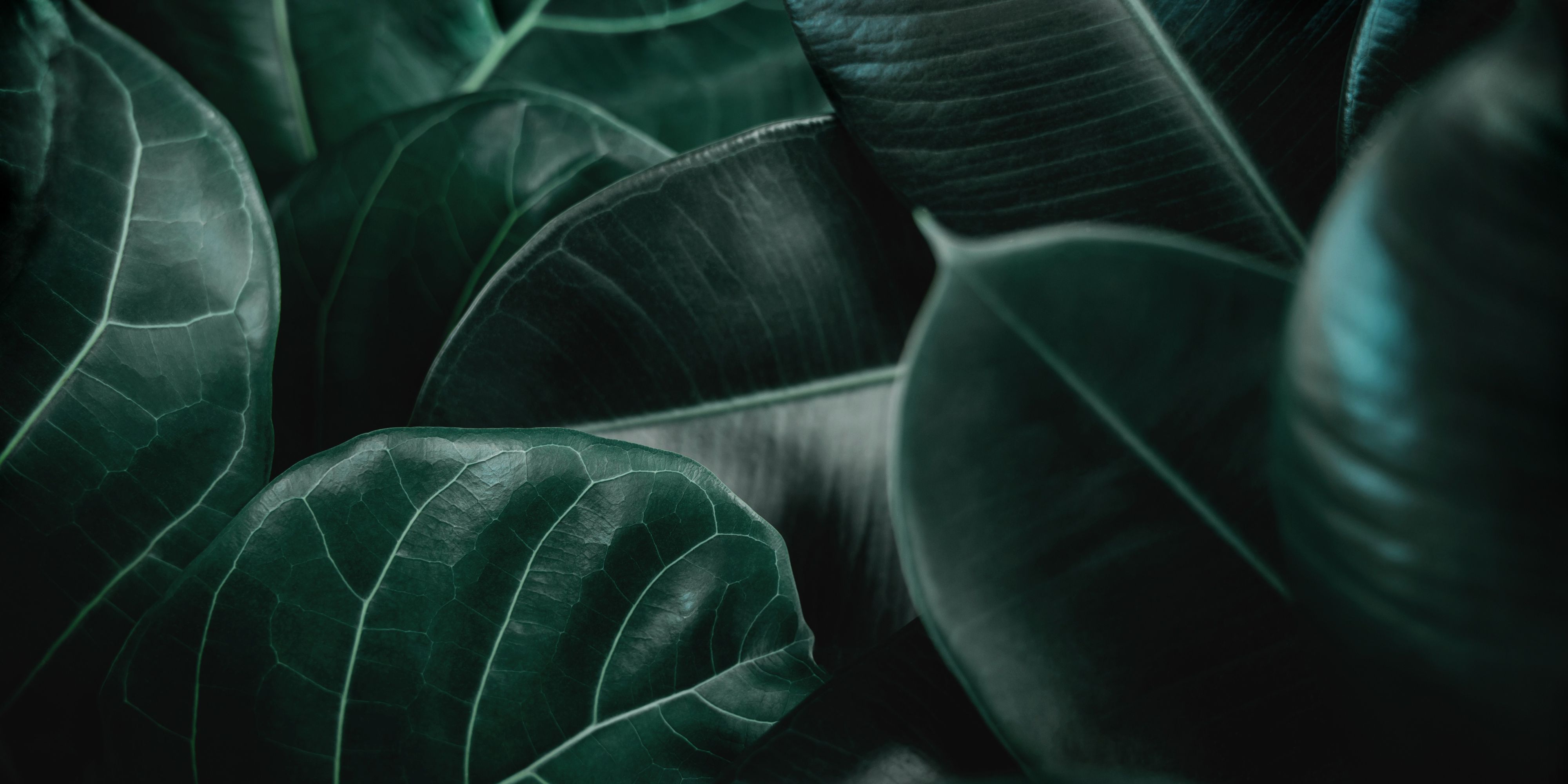 Ficus