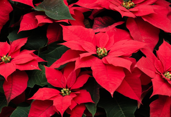 Euphorbia pulcherrima