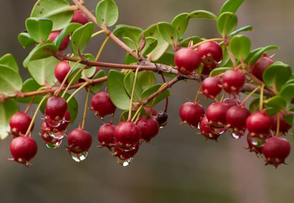 Ugni Molinae Pretty Berry