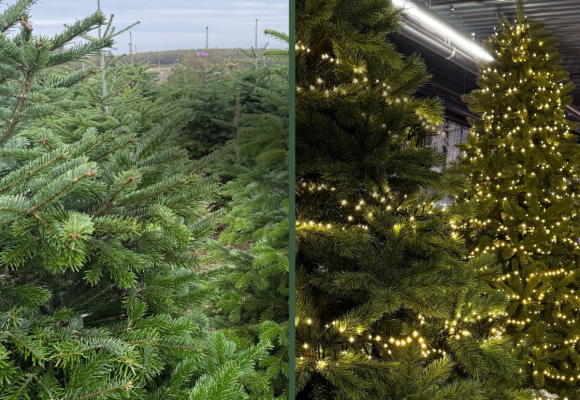 Een natuurlijke kerstboom of kunstkerstboom: welke past bij jou?