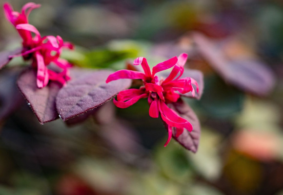 Loropetalum chinense Fire Dance