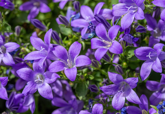 Plant eens paars en roze: eyecatchers in de tuin