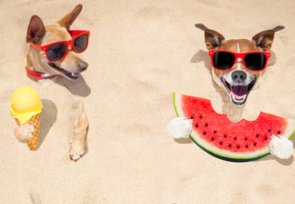 Must-Have! Houd je viervoeter koel deze zomer