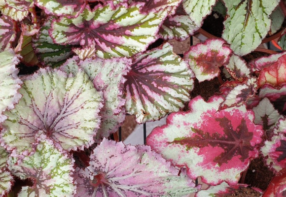 Bladbegonia