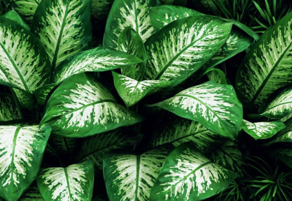 Dieffenbachia