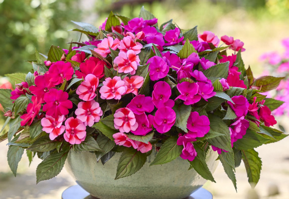 Impatiens SunPatiens