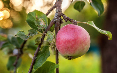 Tuinkalender september