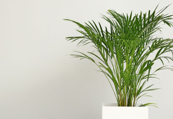 Terugroeping Dypsis lutescens