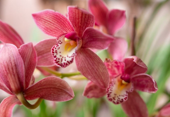 Cymbidium