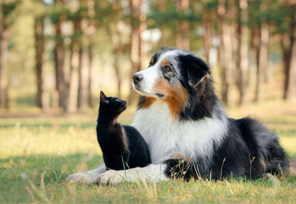Werelddierendag: 5 tips voor het Verwennen van Je Geliefde Metgezel