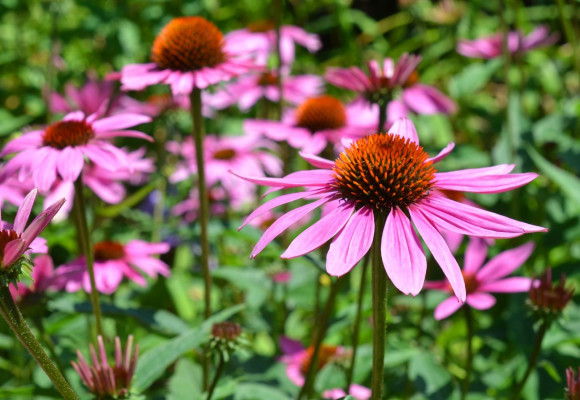 Echinacea