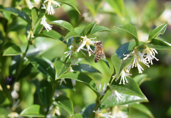 Sarcococca confusa