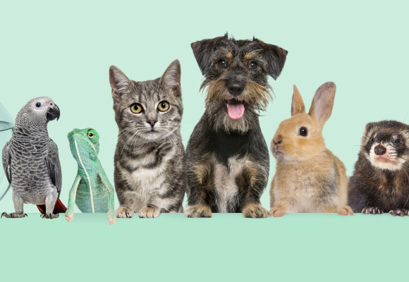 Werelddierendag 2025