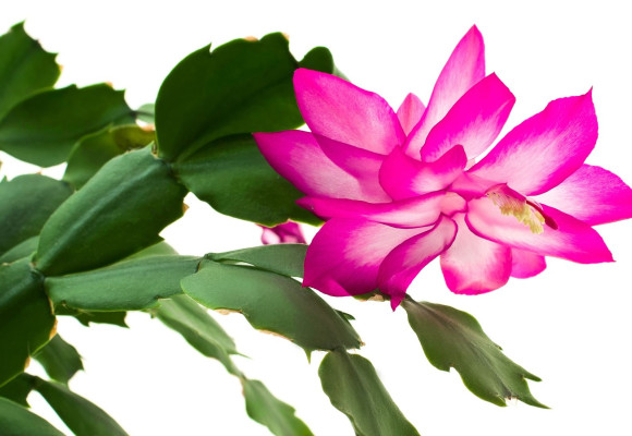 Schlumbergera