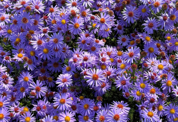 Aster