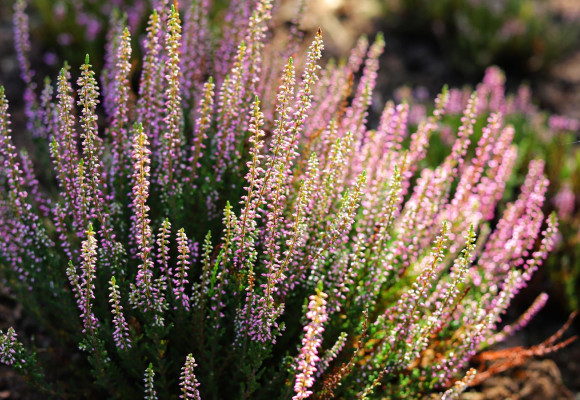 Calluna vulgaris