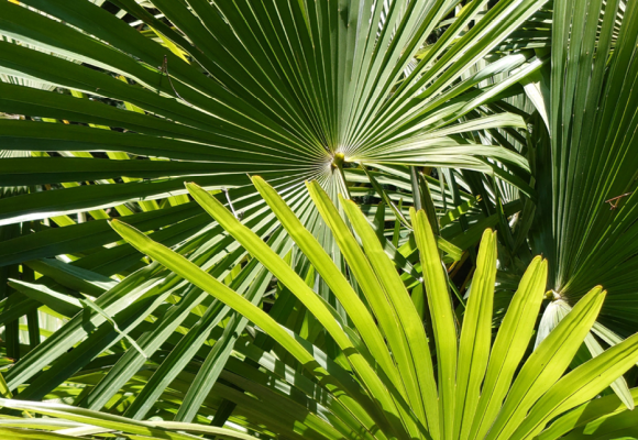Trachycarpus fortunei