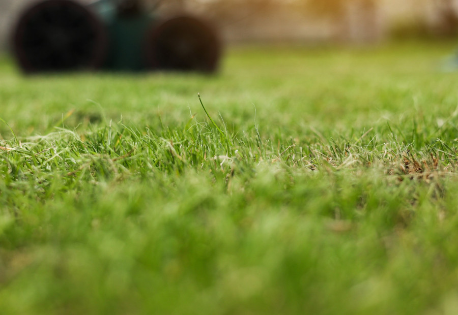 GRATIS 1 zakje DCM graszaad Plus Herstel 