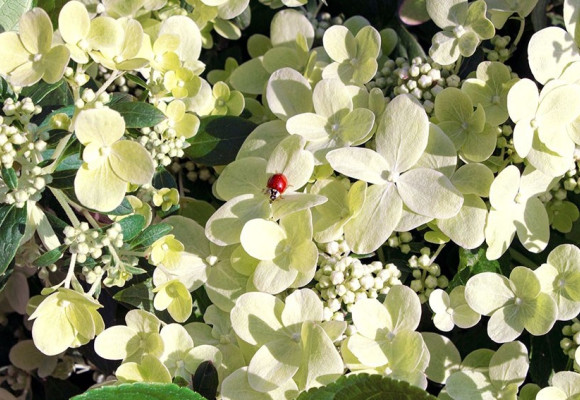 Hydrangea paniculata ‘Switch Ophelia’