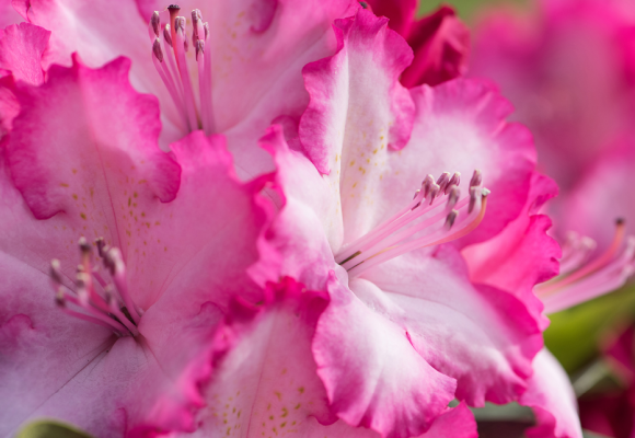 Rhododendron ‘Hybride’