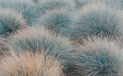 Festuca glauca