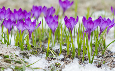 Tuinkalender februari