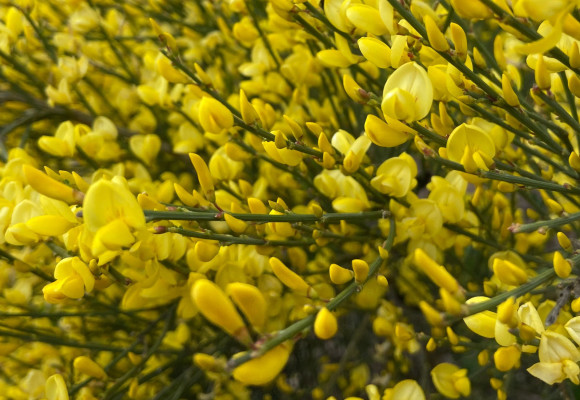 Cytisus