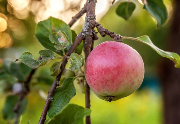 Tuinkalender september