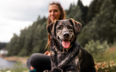Naar nieuw hondenvoer overstappen