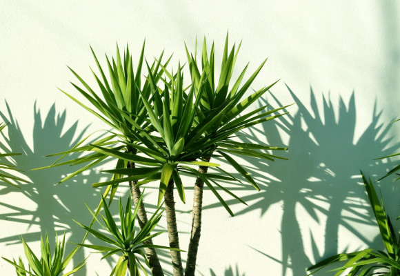 Dracaena marginata